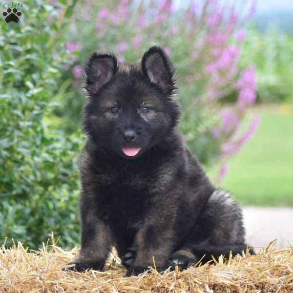 Elvis, German Shepherd Puppy